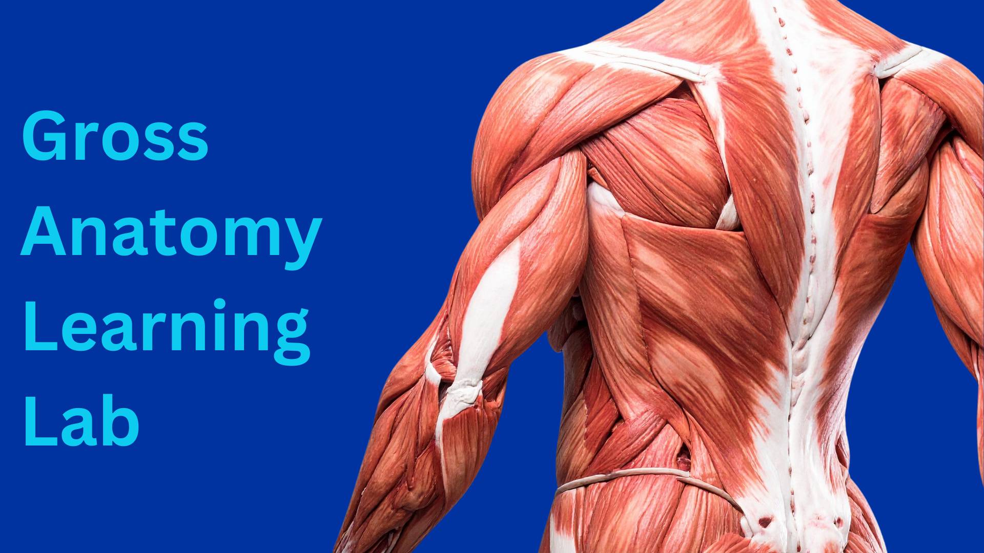 Gross Anatomy Learning Lab